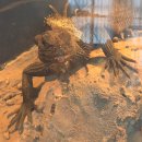 쥬쥬랜드 이미지