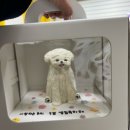 마시땡 | 안양강아지입체케이크, 마시땡: 두치 생일 케이크 후기