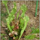 성남시립식물원 이미지