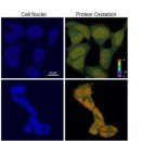 생명의 분출 이미지