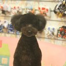 도토리 펫살롱 이미지