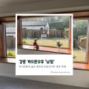 강릉 애견독채펜션 게으른오후 다녀왔콩