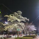 인형뽑기마왕 | 2026년 4월 첫째 주 일상 : 도란도란 봄🌸
