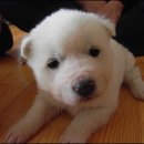 예쁜강아지 이미지