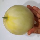 토종 참외 2종 이미지