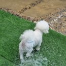 호텔 독스 이미지