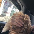 해피니스퍼피 | 대구 수성동 애견미용샵 해피니스퍼피 추천 / 2살 푸들미용 후기