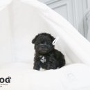 강아지 분양 프러포즈펫 이미지