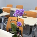 양구군수어통역센터 | 부산 원예수업 출강 | 호접란 화분심기 단체 클래스 후기 (수어통역센터)