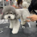 뽀송뽀송 애견미용 이미지