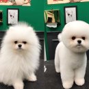 강아지 미용 이미지