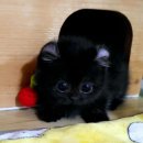 서울고양이분양 묘연 이미지