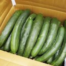 오이 | 못난이 취청오이 택배 후기 오이요리 재료 추천
