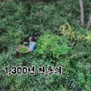 이슬찻집 이미지