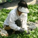 세림기러기전문농원 | 만원의 행복, 쌈채따기 체험