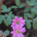 백영약수터