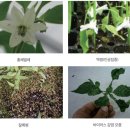 라라해충방제 | 고추 농사의 기술 - 파종, 병해충관리