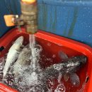 킹콩낚시 이미지