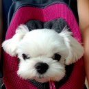 반딧불 동물병원 이미지