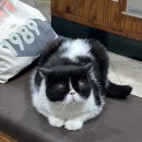 애니온동물병원 이미지