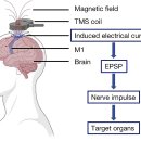 (주)리메드브레인스팀 | [리메드 주가] 뇌재활 제품의 지속적인 매출 성장 기대