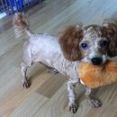 킹프림 애견샵 이미지