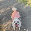 본외과동물의료센터 | [강아지슬개골수술] 부산더본외과동물의료센터 슬개골 탈구 1기 수술후기(1) (내돈내산) - 진단편
