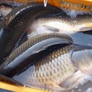 매일낚시터 이미지