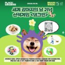 도그야 놀자 이미지