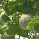 농촌테마파크_R 서경방송