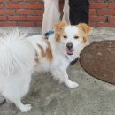 사직2동-20 | [청주 소식] 강아지 광견병 주사 비용은? 청주에서는 무료! 강아지 광견병 주사 무료로 받는 법