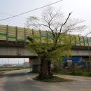 주생면 상동마을 | (남원)용장서원(龍章書院)-척약재 문온공 김구용(金九容)-