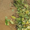 호성농장 이미지