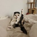 로제펫샵 이미지