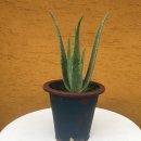 소품이<b>조아</b> 알로에 키워 알로에<b>스킨</b>만들기