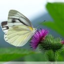 벌과나비 이미지