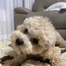 주머니열개 이미지