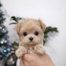 도그플러스 동물병원 이미지