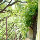 오월(5월) 1 이미지