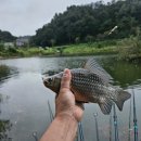 고삼지 | 고삼지 후기