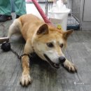 개팔자 상팔자 이미지