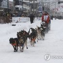Dog&dog 이미지