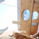 캣살롱코코 네이버블로그