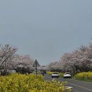 그린프라자약국 | 아난티 클럽 제주cc 대중제 김녕 코스 라운드 후기