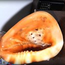 ++ 필리핀의 멋진 Shell++ 이미지