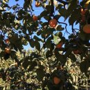 점암농장 이미지