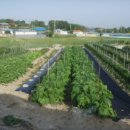 대월면-01 이미지