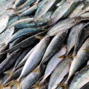 더 푸른마트 이미지