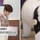 마요 펫 이미지