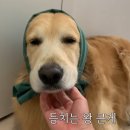 개팔상팔